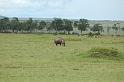 Walking hippo
